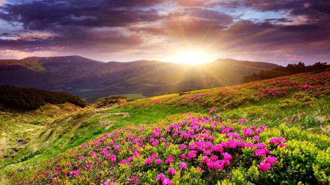 sunset_in_flower_field-1920x1080